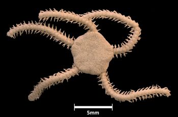 Media type: image;   Invertebrate Zoology OPH-1288 Aspect: dorsal